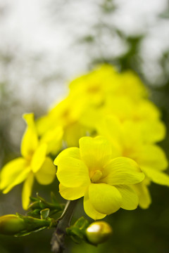 迎春花