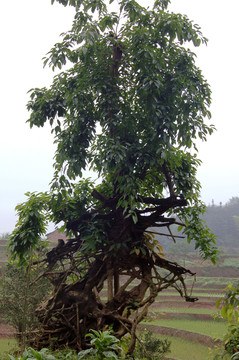 黃桷樹