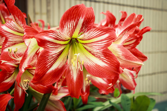 對(duì)紅