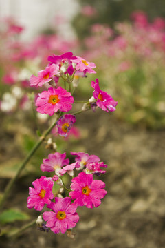 玫紅色野花