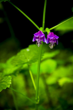 紫色的花