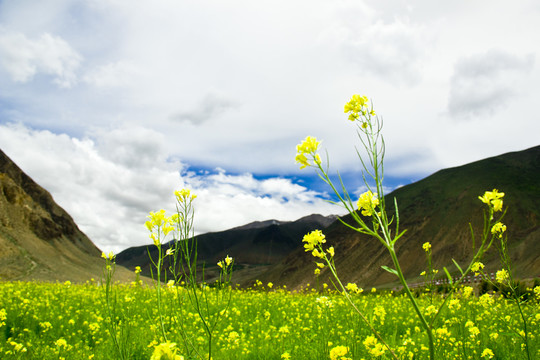 高原油菜花