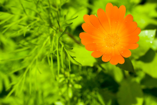 太陽花特寫