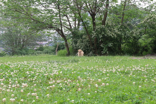 綠地