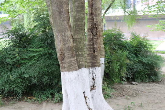 大樹