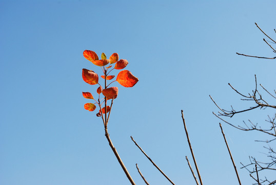 藍(lán)天紅葉