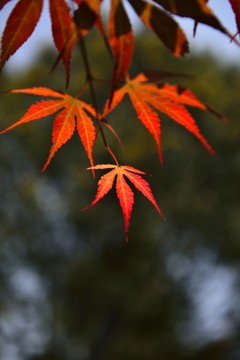 紅葉探秋
