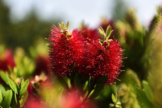 澳洲紅千層花
