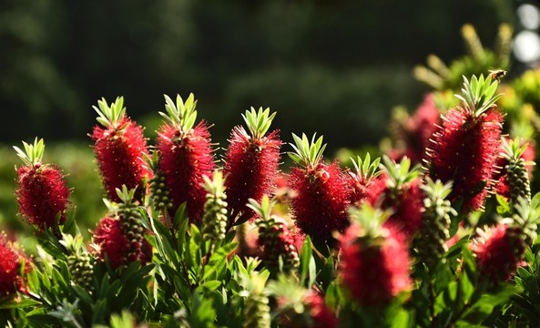 紅千層花