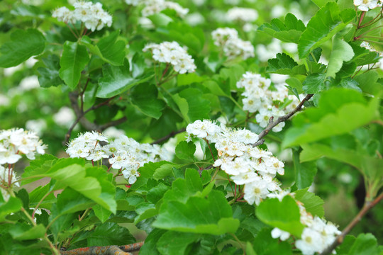 白色花 山楂樹