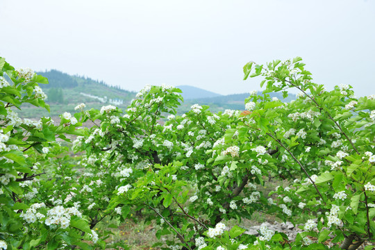 果園 山楂園