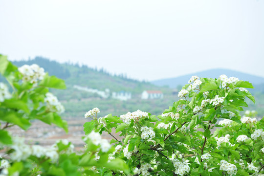 山楂園 山楂花