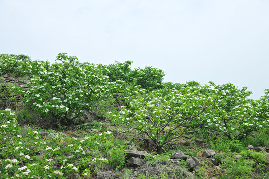 果園 樹林