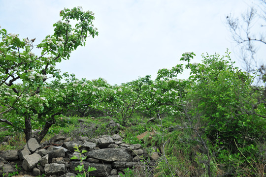 樹林 果園