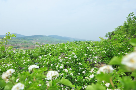 果園 樹林