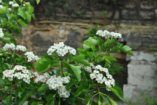 山楂花