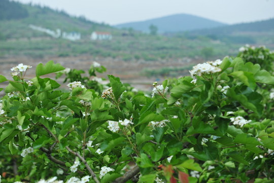 山楂園