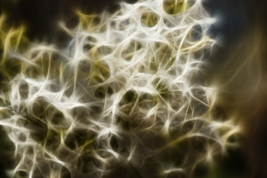 白色丁香花藝術(shù)畫