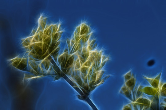 白色丁香花抽象畫(huà)