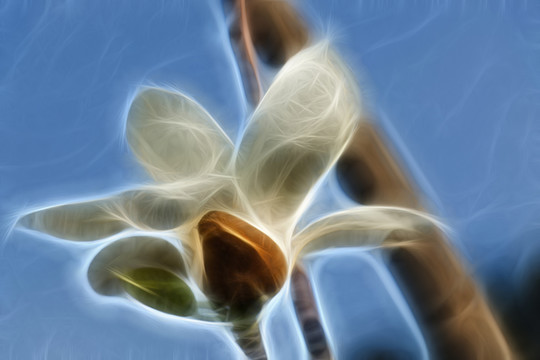 白玉蘭花抽象畫