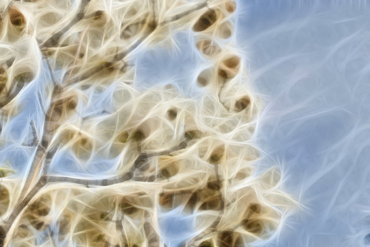 白玉蘭花抽象畫