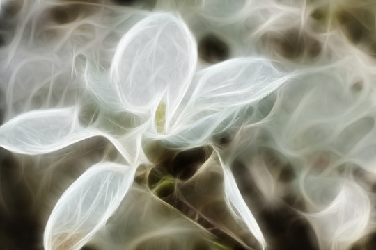 白玉蘭花抽象畫