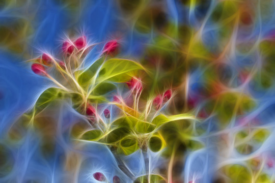 海棠花蕾抽象畫