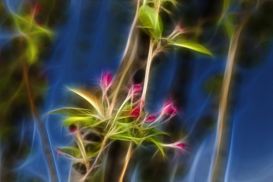 海棠花蕾抽象畫