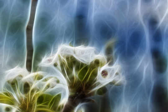 含苞待放的花骨朵抽象畫