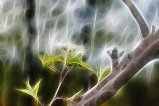 含苞待放的花骨朵抽象畫