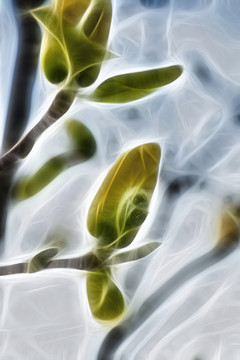 含苞待放的玉蘭花骨朵抽象畫