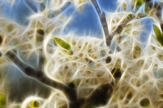 蘋果花抽象畫