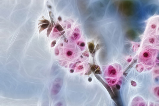 櫻花抽象畫(huà)