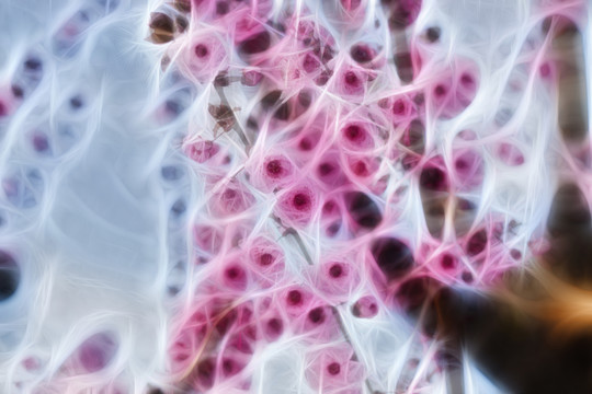 櫻花抽象畫