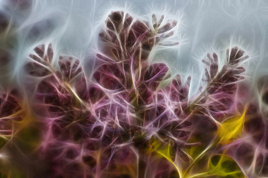 紫丁香花抽象畫