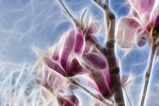 紫玉蘭花抽象畫