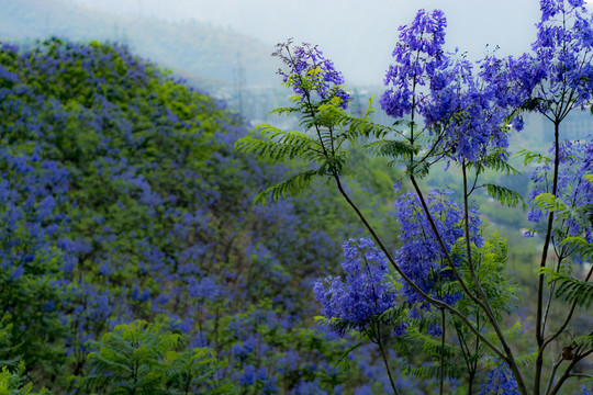 藍(lán)花楹