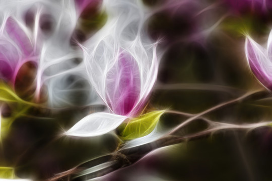 紫玉蘭花抽象畫(huà)