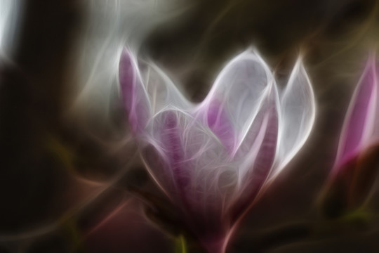 紫玉蘭花抽象畫