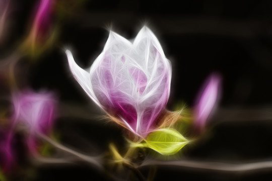 紫玉蘭花抽象畫
