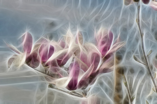 紫玉蘭花抽象畫