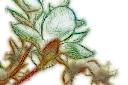 白玉蘭花 抽象畫
