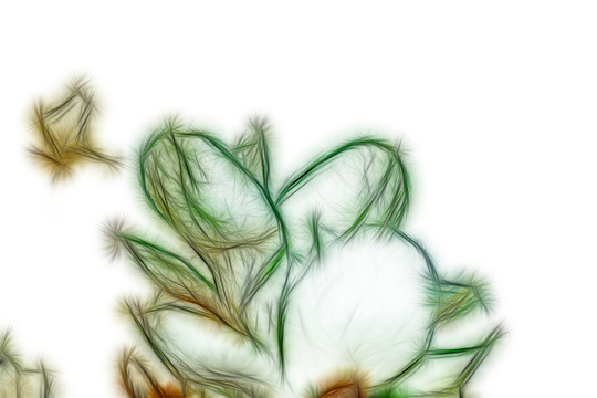 白玉蘭花抽象畫