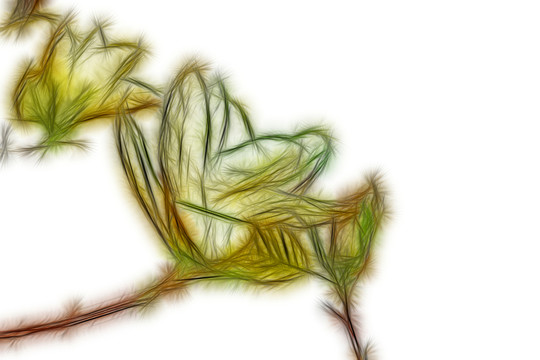 白玉蘭花