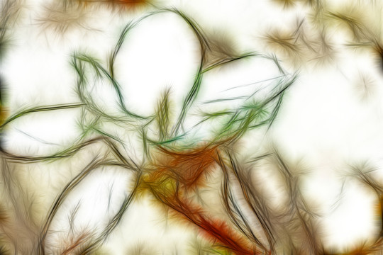 白玉蘭花