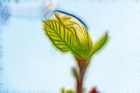 玉蘭花樹嫩葉