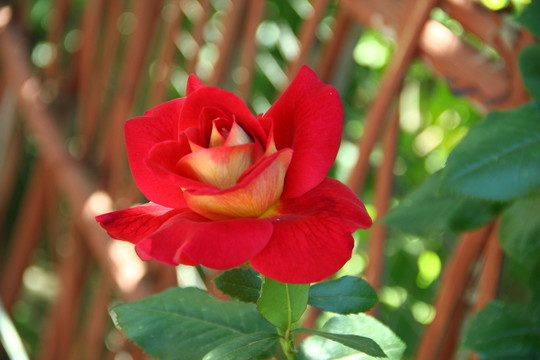 紅玫瑰