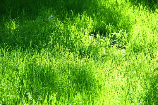 優(yōu)質(zhì)草皮 草地