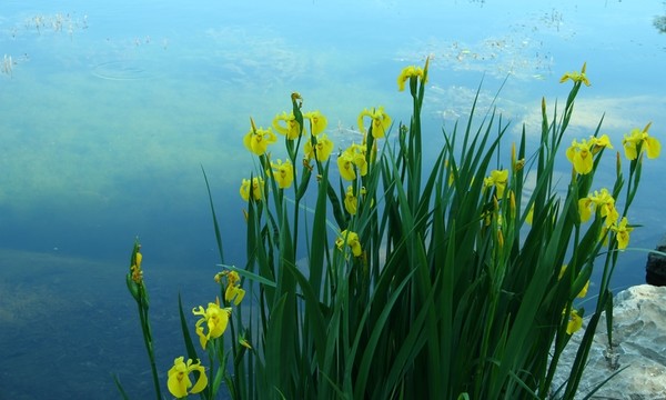 黃色鳶尾花