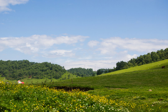 關(guān)山牧場